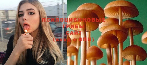 прущие грибы Абинск
