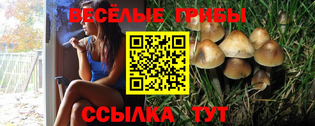 Красноармейск  Псилоцибиновые грибы Psilocybe  Вход с VPN 